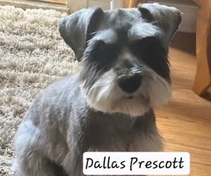 Father of the Schnauzer (Miniature) puppies born on 12/07/2025