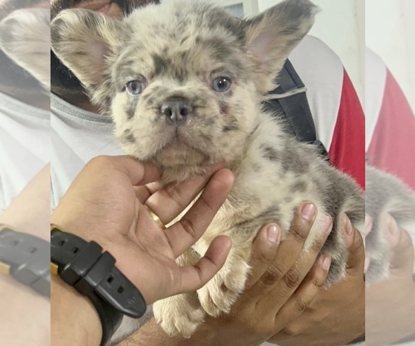 Medium Photo #4 French Bulldog Puppy For Sale in MIAMI BEACH, FL, USA