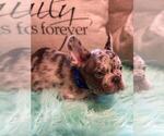 Puppy 3 French Bulldog