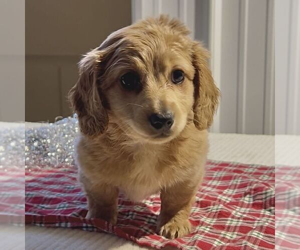 Medium Photo #3 Dachshund Puppy For Sale in FREDONIA, PA, USA