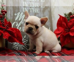 French Bulldog Puppy for sale in HALLANDALE, FL, USA