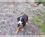 Small Photo #12 Bernese Mountain Dog Puppy For Sale in BLACK FOREST, CO, USA