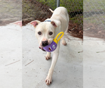 Small #1 American Bulldog-Dogo Argentino Mix