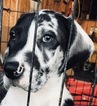 Small Photo #1 Great Dane Puppy For Sale in FONTANA, CA, USA