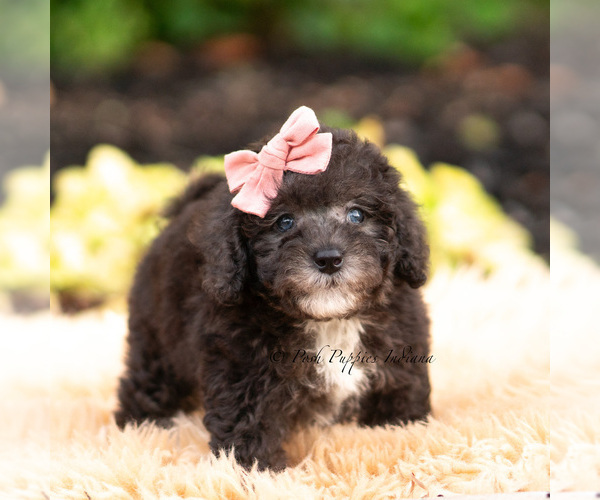 Medium Photo #56 Maltipoo (Miniature) Puppy For Sale in WARSAW, IN, USA