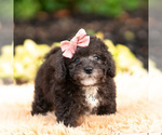Small Photo #56 Maltipoo (Miniature) Puppy For Sale in WARSAW, IN, USA