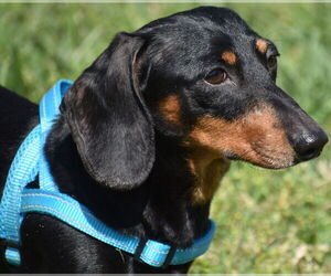 Dachshund Dogs for adoption in Shelbyville, TN, USA