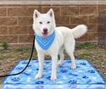 Small Photo #3 Siberian Husky Puppy For Sale in Orange, CA, USA