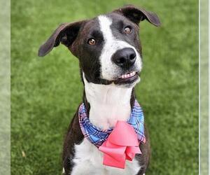 Pointer-Unknown Mix Dogs for adoption in Pasadena, TX, USA