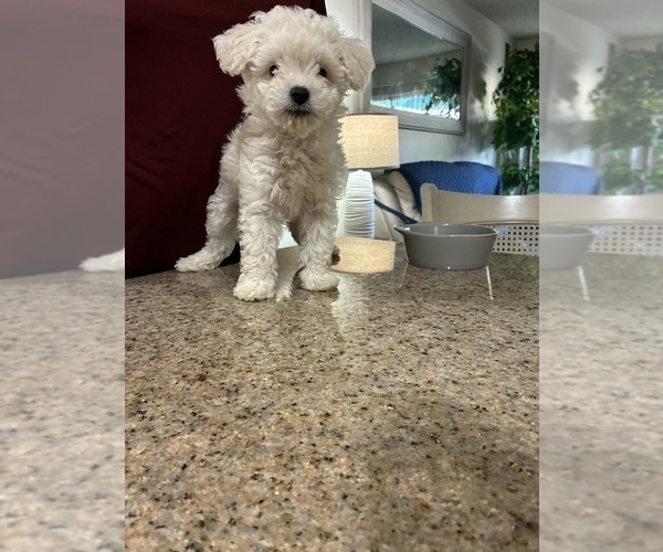 Medium Photo #11 Maltipoo (Miniature) Puppy For Sale in LA PUENTE, CA, USA