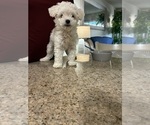 Small #10 Maltipoo (Miniature)