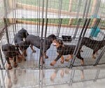 Small Photo #75 Rottweiler Puppy For Sale in RIEGELWOOD, NC, USA