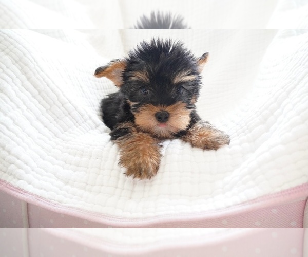 Medium Photo #3 Yorkshire Terrier Puppy For Sale in LOS ANGELES, CA, USA