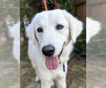 Small #7 Great Pyrenees