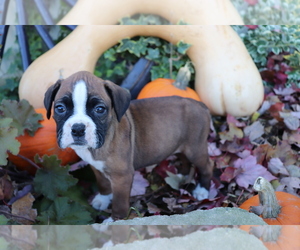 Boxer Puppy for sale in SHILOH, OH, USA