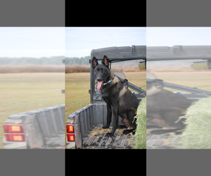 Father of the Belgian Malinois puppies born on 06/12/2026