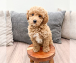 Small #5 Cavapoo (Standard)