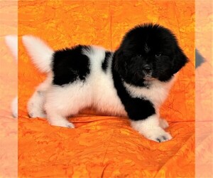 Newfoundland Puppy for sale in CORTEZ, CO, USA