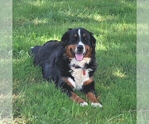 Mother of the Bernese Mountain Dog puppies born on 12/03/2019