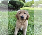 Puppy 2 Golden Retriever