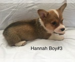 Small Photo #1 Pembroke Welsh Corgi Puppy For Sale in RAMONA, OK, USA