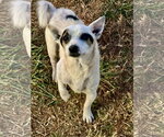 Small #1 Chihuahua