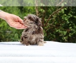 Small #9 ShihPoo