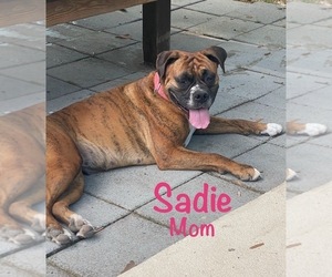Mother of the Boxer puppies born on 03/24/2025
