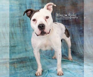 Katrina - Female American Staffordshire Terrier-Unknown Mix Dog for Adoption - Photo #4