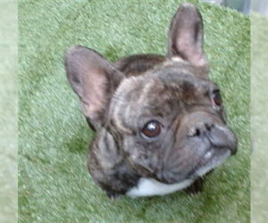 French Bulldog Dogs for adoption in Downey, CA, USA