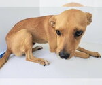 Small Chihuahua Mix