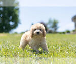 Small Photo #9 Cavapoo Puppy For Sale in WARSAW, IN, USA