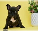 Small Photo #1 French Bulldog Puppy For Sale in NAPPANEE, IN, USA