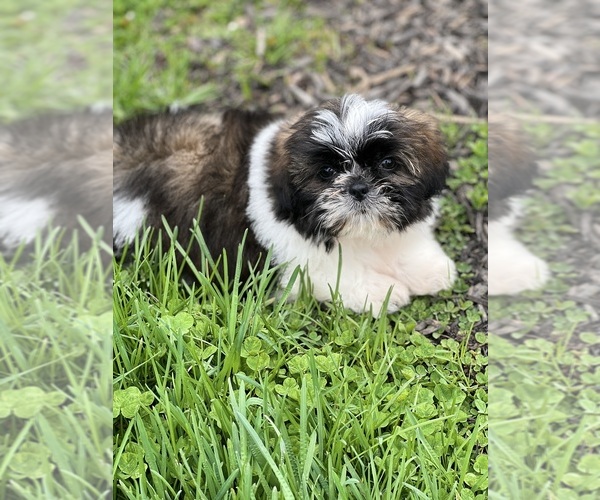 Medium Photo #1 Shih Tzu Puppy For Sale in BEECH GROVE, IN, USA