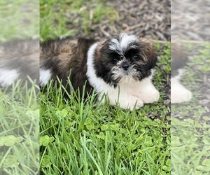 Shih Tzu Puppy for sale in BEECH GROVE, IN, USA