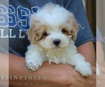 Small #2 Goldendoodle (Miniature)