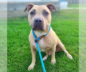 American Pit Bull Terrier Dogs for adoption in Long Beach, CA, USA