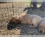 Small Photo #4 Golden Retriever Puppy For Sale in SUMMERVILLE, SC, USA