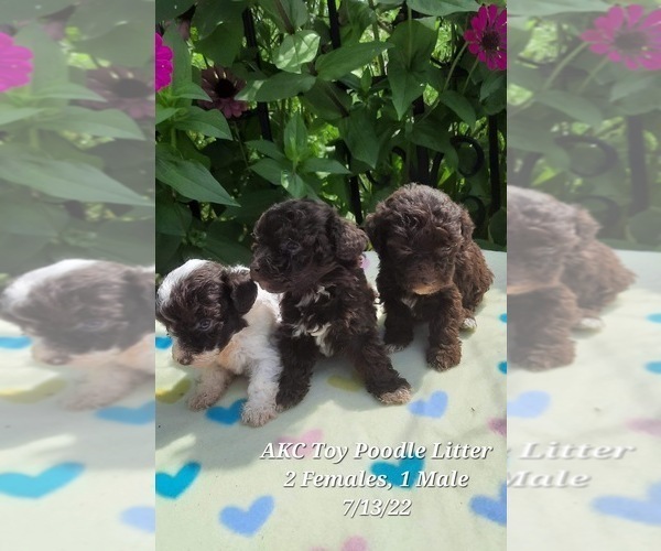 Medium Photo #1 Poodle (Toy) Puppy For Sale in SHIPSHEWANA, IN, USA
