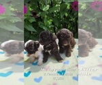 Small Photo #1 Poodle (Toy) Puppy For Sale in SHIPSHEWANA, IN, USA