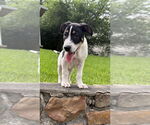 Small #3 Jack Russell Terrier Mix
