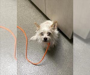Taco Terrier Dogs for adoption in Las Vegas, NV, USA