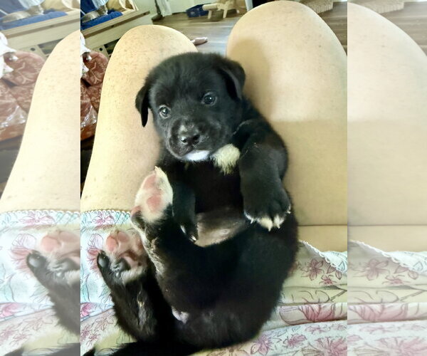 Medium Photo #2 Labrador Retriever-Unknown Mix Puppy For Sale in The Woodlands, TX, USA