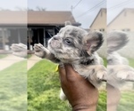 Small Photo #22 French Bulldog Puppy For Sale in NEW ORLEANS, LA, USA