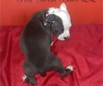 Small Photo #16 American Pit Bull Terrier Puppy For Sale in TRENTON, NJ, USA
