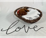 Small Photo #56 Goldendoodle Puppy For Sale in ABILENE, TX, USA