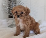 Small #3 Cavapoo (Miniature)