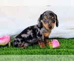 Puppy Daisy Dachshund