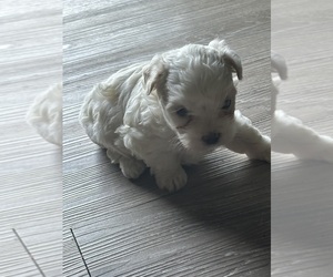 Maltese Puppy for sale in ORLANDO, FL, USA