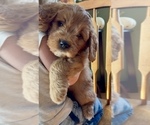 Small #1 Goldendoodle (Miniature)
